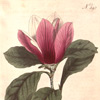 Day21-30/code/new/web1901/images/magnolia-small.jpg