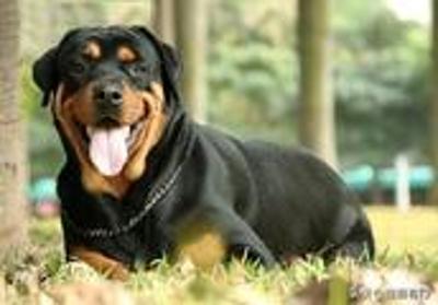 在挑选罗威纳犬时，观察其外貌特征，可初步判断它素质及健康状况