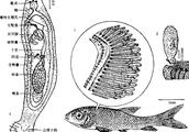 金鱼寄生虫中的王牌杀手，渔场出来的鱼99%都有它的虫卵