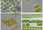 水质指示生物——浮游藻类，认识养殖水体的质量状况和成分结构
