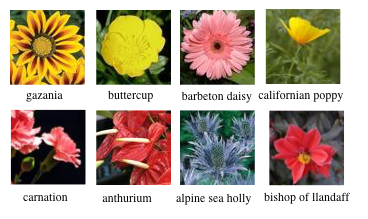 source/beginners_guide/basics/image_classification/image/flowers.png