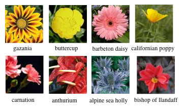 doc/fluid/beginners_guide/basics/image_classification/image/flowers.png