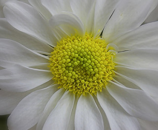 demo/image_classification/flower.jpg