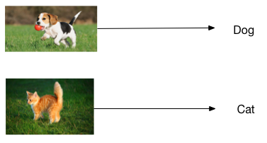 image_classification/image/dog_cat.png