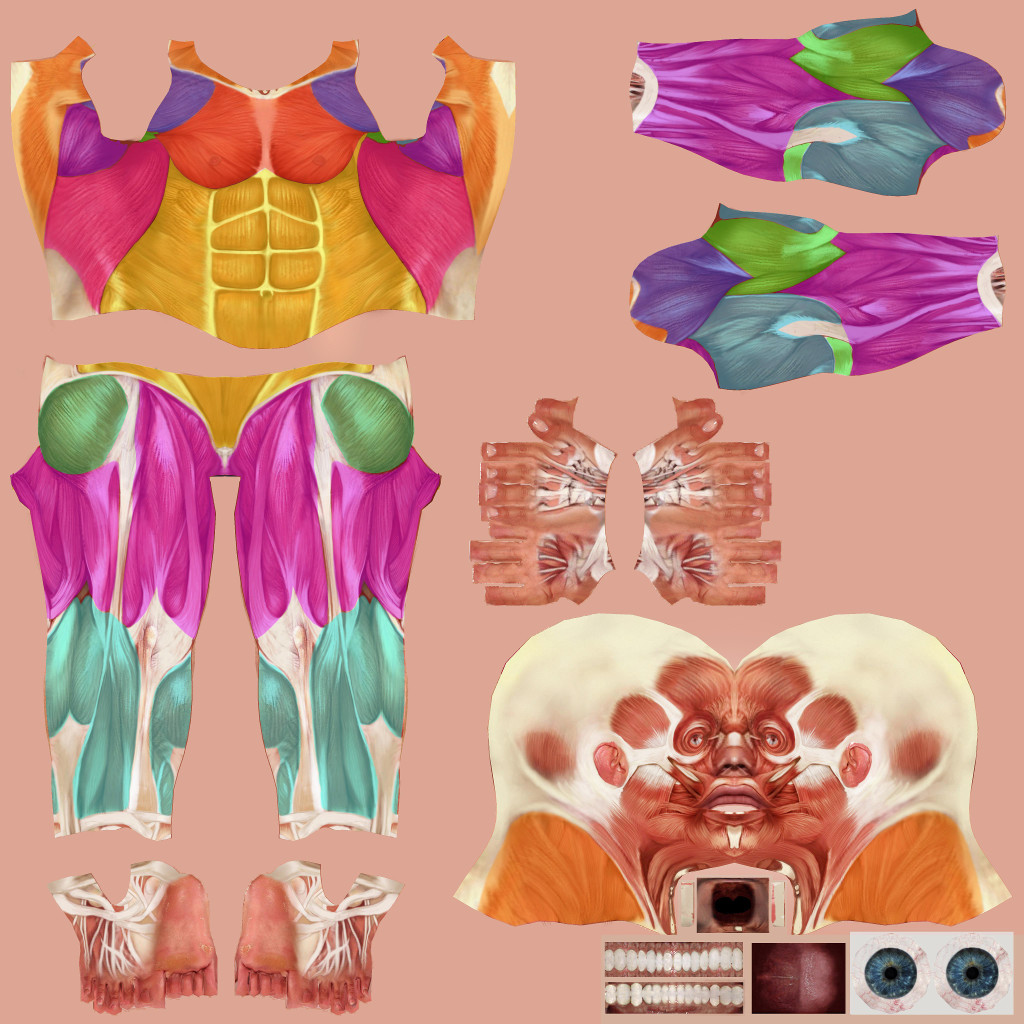 examples/models/skinned/UCS/skins/Highlighted_Muscles.jpg