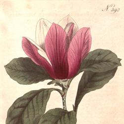 Day21-30/code/new/web1901/images/magnolia-medium.jpg