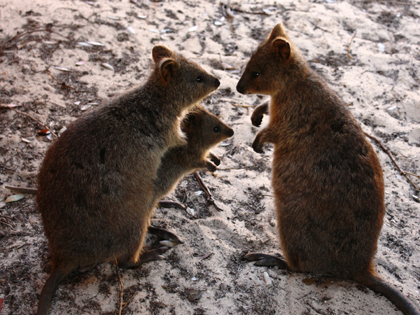 Day21-30/code/new/web1901/images/quokka.jpg